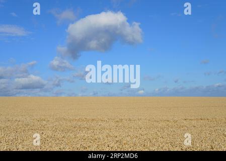 Wolkenbildung, niedrige Wolken (Cumulus) über einem Getreidefeld, blauer Himmel, Nordrhein-Westfalen, Deutschland Stockfoto