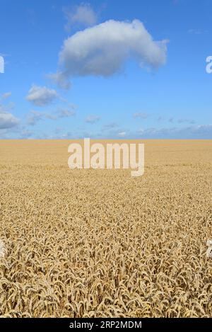 Wolkenbildung, niedrige Wolken (Cumulus) über einem Getreidefeld, blauer Himmel, Nordrhein-Westfalen, Deutschland Stockfoto