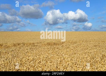 Wolkenbildung, niedrige Wolken (Cumulus) über einem Getreidefeld, blauer Himmel, Nordrhein-Westfalen, Deutschland Stockfoto