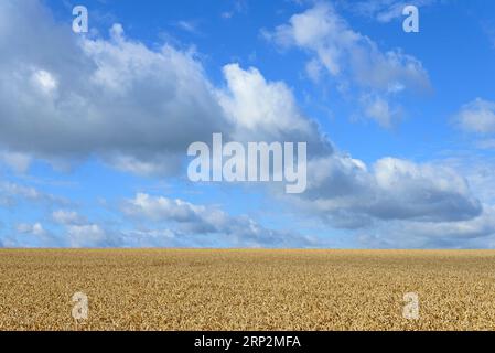 Wolkenbildung, niedrige Wolken (Cumulus) über einem Getreidefeld, blauer Himmel, Nordrhein-Westfalen, Deutschland Stockfoto