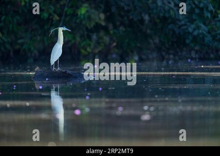 Kapselreiher Pilherodius pileatus, Erwachsener auf untergetauchtem Baumstamm, Tambopata National Reserve, Peru, Mai Stockfoto