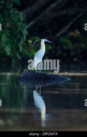 Kapselreiher Pilherodius pileatus, Erwachsener auf untergetauchtem Baumstamm, Tambopata National Reserve, Peru, Mai Stockfoto