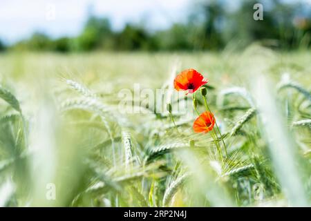 Blühende Mohnblumen im Weizenfeld Stockfoto