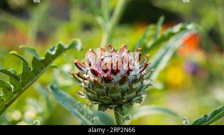 Blühende Artischocken im Garten Stockfoto