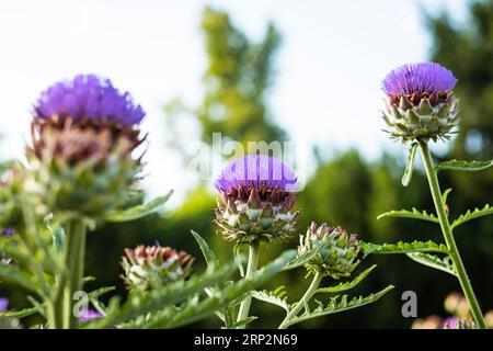 Blühende Artischocken im Garten Stockfoto