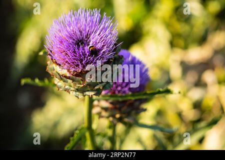 Blühende Artischocken im Garten Stockfoto