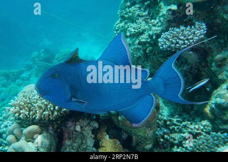 Blauer Triggerfisch (Pseudobalistes fuscus), Tauchplatz am Hausriff, Mangrove Bay, El Quesir, Rotes Meer, Ägypten Stockfoto