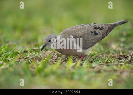 Ohrtaube Zenaida auriculata, Erwachsene auf der Suche nach Kurzweiden, La Punta, Callao, Peru, Mai Stockfoto