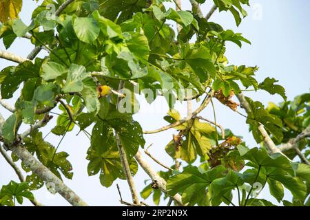 Pteroglossus beauharnaisii, Erwachsener auf Baumkronen, Inkaterra Reserva Amazonica, Puerto Maldonado, Peru, Mai Stockfoto