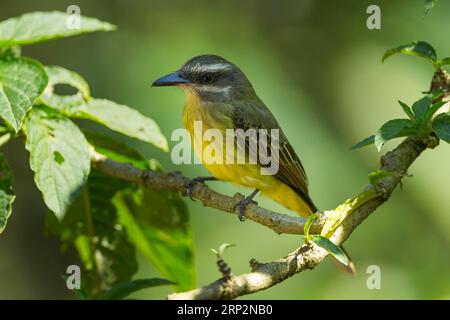 Goldgekrönter Fliegenfänger Myiodynastes chrysocephalus, Erwachsener, der in einem Baum thront, Inkaterra Machu Picchu, Peru, Mai Stockfoto