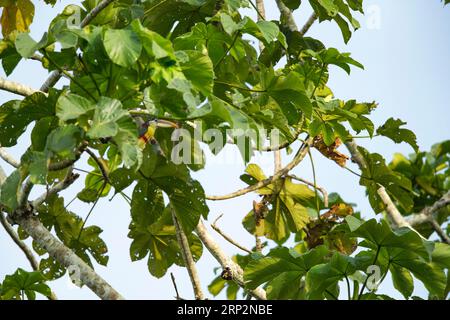 Pteroglossus beauharnaisii, Erwachsener auf Baumkronen, Inkaterra Reserva Amazonica, Puerto Maldonado, Peru, Mai Stockfoto
