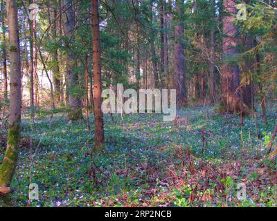 Fichtenwald in Sorsko polje, Slowenien im Frühjahr mit Holzanemone, Windblume, Himbeere (Anemone nemorosa) und Hepatica, Leberkraut, k Stockfoto