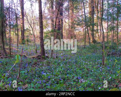 Fichtenwald in Sorsko polje, Slowenien im Frühjahr mit Holzanemone, Windblume, Himbeere (Anemone nemorosa) und Hepatica, Leberkraut, k Stockfoto