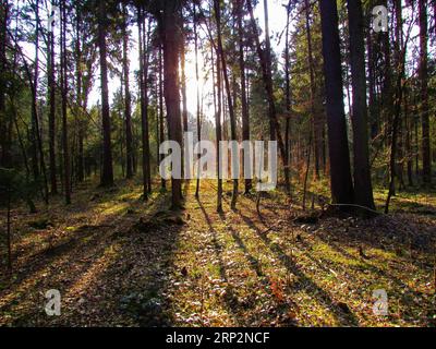 Fichtenwälder in Sorsko polje, Slowenien, beleuchtet von Sonnenschein Stockfoto