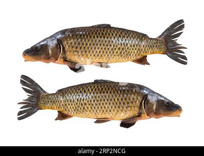 Karpfenfisch. Bild eines Karpfens auf weißem Hintergrund. Stockfoto