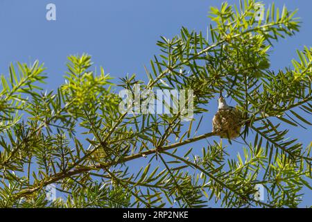 Grün-weißer Kolibri Amazilia viridicauda, Erwachsene brüten im Nest, Machu Picchu, Peru, Mai Stockfoto