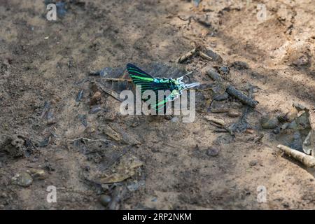 urania urania leilus, Imago at Mineral Lick, Tambopata National Reserve, Peru, Mai Stockfoto