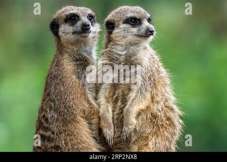 Zwei Erdmännchen (Suricata suricatta) stehend, Tierporträt, Deutschland Stockfoto