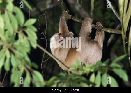 Hoffmanns Zweizehen-Faultier Choloepus hoffmanni, Erwachsener, der im Regenwalddach hängt, Inkaterra Reserva Amazonica, Puerto Maldonado, Peru, Mai Stockfoto