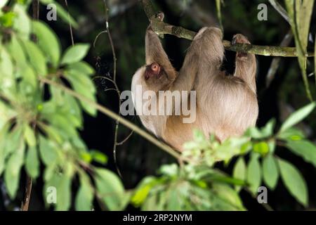 Hoffmanns Zweizehen-Faultier Choloepus hoffmanni, Erwachsener, der im Regenwalddach hängt, Inkaterra Reserva Amazonica, Puerto Maldonado, Peru, Mai Stockfoto