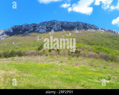 Blick auf den Berg Nanos in der slowenischen Region Primorska im Frühjahr mit Bäumen, die Blätter sprießen und gelben Blüten, die die Wiese davor bedecken Stockfoto