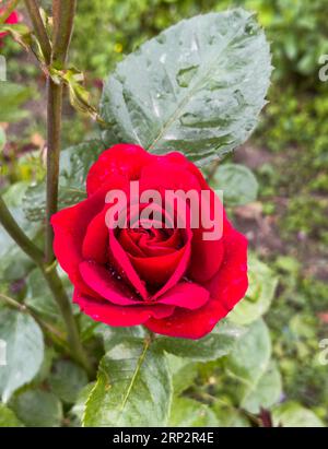 Rote Rose auf dem Zweig. Schöne Rose im Hobbygarten nach dem Regen. Vertikal Stockfoto