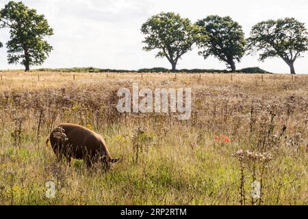 Frei landendes Tamworth Pig im Wild Ken Hill, Norfolk. Stockfoto