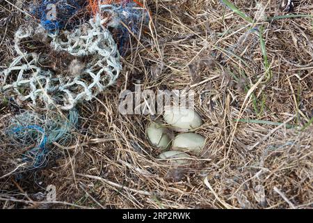 Einstreu aus dem Meer, menschliche Auswirkungen auf das Meeresökosystem, Kupplung einer Eiderente (Somateria mollissima) mit Kunststofffäden, Minsener Oog, niedriger Stockfoto