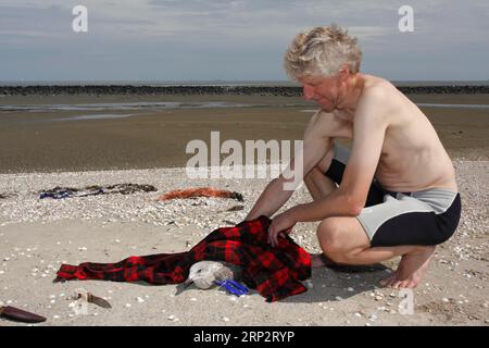 Einstreu aus dem Meer, menschliche Auswirkungen auf das Meeresökosystem, junge europäische Heringsmöwe (Larus argentatus) gefangen in einer Plastikschnur, Minsener Oog Stockfoto