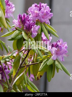 RHODODENDRON Blomming im Garten Stockfoto