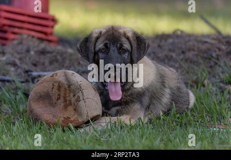 15 Wochen alter anatolischer Schäferhund mit seinem Basketball Stockfoto