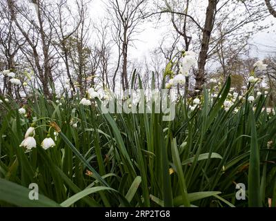 Schneeglöckchen im Frühling ausgewählt Fokus. Frühlingshafter Hintergrund Stockfoto