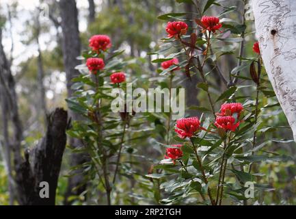 Ikonische australische einheimische rote waratah-Blumen, Telopea speciosissima, Familie Proteaceae, wachsen in Sydney Wald Unterholz inmitten Scribbly Gum Bäume Stockfoto