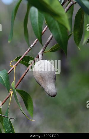 Große graue reife Frucht der australischen heimischen Waldbirne Xylomelum pyriforme, Familie Proteaceae, im offenen Skleroophyllwald von Sydney Stockfoto