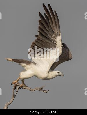 Ein majestätischer Seeadler mit Weissbäuchigen steigt in die Luft Stockfoto