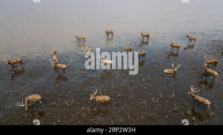 (180912) -- WUHAN, 12. September 2018 -- Luftaufnahme vom 11. September 2018 zeigt eine Herde von Elchen im nationalen Naturschutzgebiet Shishou Elk in der Stadt Shishou, Provinz Hubei in Zentralchina. ) (Yxb) CHINA-HUBEI-ELK-RESERVE (CN) JinxLiwang PUBLICATIONxNOTxINxCHN Stockfoto