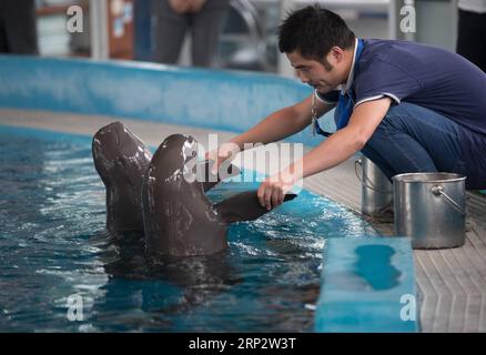 (180912) -- WUHAN, 12. September 2018 -- Ein Mitarbeiter ernährt fussellose Schweinswale des Yangtze-Flusses am Institut für Hydrobiologie der Chinesischen Akademie der Wissenschaften in Wuhan, Provinz Hubei in Zentralchina, 8. Juni 2018. Der zweite künstlich gezüchtete Yangtze-Schweinswal, der am 2. Juni 2018 geboren wurde, scheint bei guter Gesundheit zu sein. Unter den am stärksten gefährdeten Tieren, die im Jangtse heimisch sind, steht der fussellose Schweinswal in China unter erstklassigem nationalen Schutz. ) (ly) CHINA-YANGTZE RIVER-FINLESS PORPOISE PROTECTION (CN) JinxLiwang PUBLICATIONxNOTxINxCHN Stockfoto