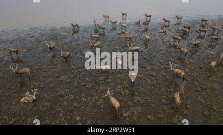 (180912) -- WUHAN, 12. September 2018 -- Luftaufnahme vom 11. September 2018 zeigt eine Herde von Elchen im nationalen Naturschutzgebiet Shishou Elk in der Stadt Shishou, Provinz Hubei in Zentralchina. ) (Yxb) CHINA-HUBEI-ELK-RESERVE (CN) JinxLiwang PUBLICATIONxNOTxINxCHN Stockfoto