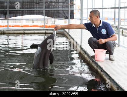 (180912) -- WUHAN, 12. September 2018 -- Ein Mitarbeiter ernährt einen fussellosen Schweinswal des Yangtze Flusses im Tian ezhou National Nature Reserve des Yangtze River Porpoise in Shishou, Provinz Hubei in Zentralchina, 11. September 2018. Der zweite künstlich gezüchtete Yangtze-Schweinswal, der am 2. Juni 2018 geboren wurde, scheint bei guter Gesundheit zu sein. Unter den am stärksten gefährdeten Tieren, die im Jangtse heimisch sind, steht der fussellose Schweinswal in China unter erstklassigem nationalen Schutz. ) (ly) CHINA-YANGTZE RIVER-FINLESS PORPOISE PROTECTION (CN) JinxLiwang PUBLICATIONxNOTxINxCHN Stockfoto