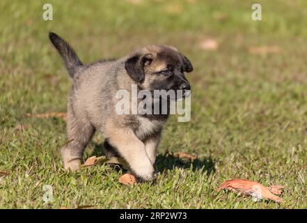 8 Wochen alter anatolischer Schäferhund auf dem Rasen. Stockfoto