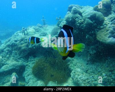 (180912) -- LINGSHUI, 12. September 2018 -- Clownfische schwimmen um die von Menschen restaurierten Korallenriffe im Seegebiet der Insel Fenjiezhou in der südchinesischen Provinz Hainan, 12. September 2018. Die Inselbewohner widmen sich seit mehr als einem Jahrzehnt dem Schutz und der Pflege von Korallen. Unter Anleitung von Meeresexperten stellen sie künstliche Riffe unter Wasser, um Wachstumsbedingungen für Korallen zu schaffen, was wiederum den Lebensraum für Fische verbessert. Das Ökosystem des Korallenriffs rund um die Insel ist heute gut erhalten. ) (Sxk) CHINA-HAINAN-CORAL REEF PROTECTION (CN) DingxXu PUBLICATIONxNOTxINxCHN Stockfoto