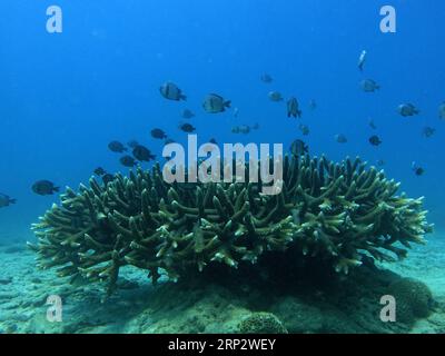 (180912) -- LINGSHUI, 12. September 2018 -- Fische schwimmen über Stachelhornkorallen im Seegebiet der Insel Fenjiezhou in der südchinesischen Provinz Hainan, 12. September 2018. Die Inselbewohner widmen sich seit mehr als einem Jahrzehnt dem Schutz und der Pflege von Korallen. Unter Anleitung von Meeresexperten stellen sie künstliche Riffe unter Wasser, um Wachstumsbedingungen für Korallen zu schaffen, was wiederum den Lebensraum für Fische verbessert. Das Ökosystem des Korallenriffs rund um die Insel ist heute gut erhalten. ) (Sxk) CHINA-HAINAN-CORAL REEF PROTECTION (CN) YangxGuanyu PUBLICATIONxNOTxINxCHN Stockfoto