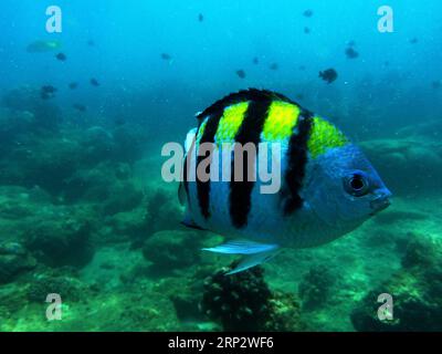 (180912) -- LINGSHUI, 12. September 2018 -- Ein Damselfish schwimmt im Seegebiet der Insel Fenjiezhou in der südchinesischen Provinz Hainan, 12. September 2018. Die Inselbewohner widmen sich seit mehr als einem Jahrzehnt dem Schutz und der Pflege von Korallen. Unter Anleitung von Meeresexperten stellen sie künstliche Riffe unter Wasser, um Wachstumsbedingungen für Korallen zu schaffen, was wiederum den Lebensraum für Fische verbessert. Das Ökosystem des Korallenriffs rund um die Insel ist heute gut erhalten. ) (Sxk) CHINA-HAINAN-CORAL REEF PROTECTION (CN) GuoxCheng PUBLICATIONxNOTxINxCHN Stockfoto