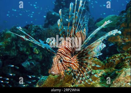 Pazifischer Rotfeuerfisch (Pterois volitans) mit ausgebreiteten Flossen Giftstacheln, die im Schiffswrack schweben Helm Wrack lauert nach Beute, Pazifik, Palau Stockfoto