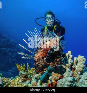 Taucher beobachten gemeine Löwenfische (Pterois miles) mit Flossen, die Giftstacheln über Steinkorallen (Scleractinia) im Korallenriff verteilen Stockfoto
