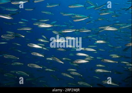 Nahaufnahme (Sardinops sagax) von Sardinenschwärmen, Ostatlantik, Fuerteventura, Kanarische Inseln, Spanien Stockfoto