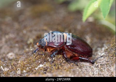 Hirschkäfer weiblich (Lucanus servus), Wallis, Schweiz Stockfoto