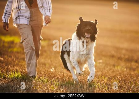Glücklicher Hund, der mit seinem Haustierbesitzer über das Feld rennt. Fröhlicher tschechischer Sennenhund bei Sonnenuntergang im Herbst. Stockfoto