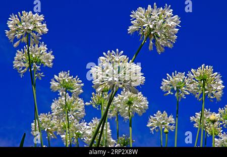 Afrikanische Liebesblumen (Agapanthus) weiß, Blandys Garden, Funchal, Madeira Island Stockfoto