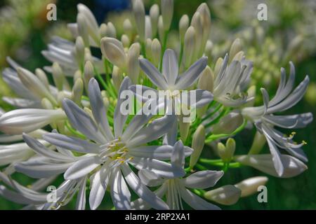 Afrikanische Liebesblume (Agapanthus) Nahaufnahme, weiß, Blumen, Blandys Garden, Funchal, Madeira Island Stockfoto